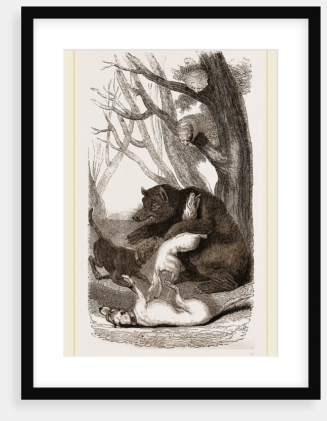 Bear and Dogs by Anonymous