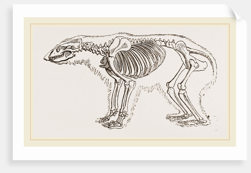 Skeletun of Polar Bear by Anonymous