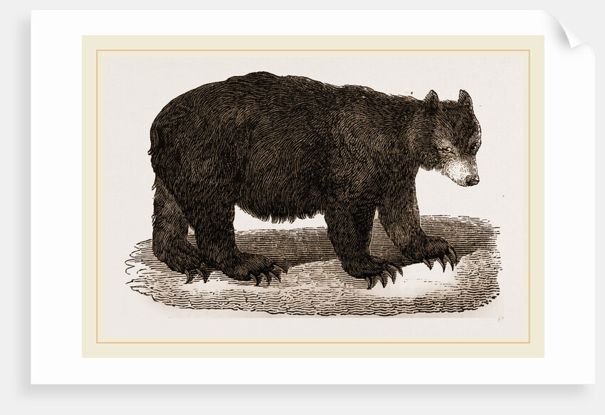 American Black Bear by Anonymous