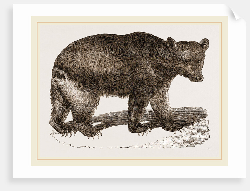 Brown Bear by Anonymous