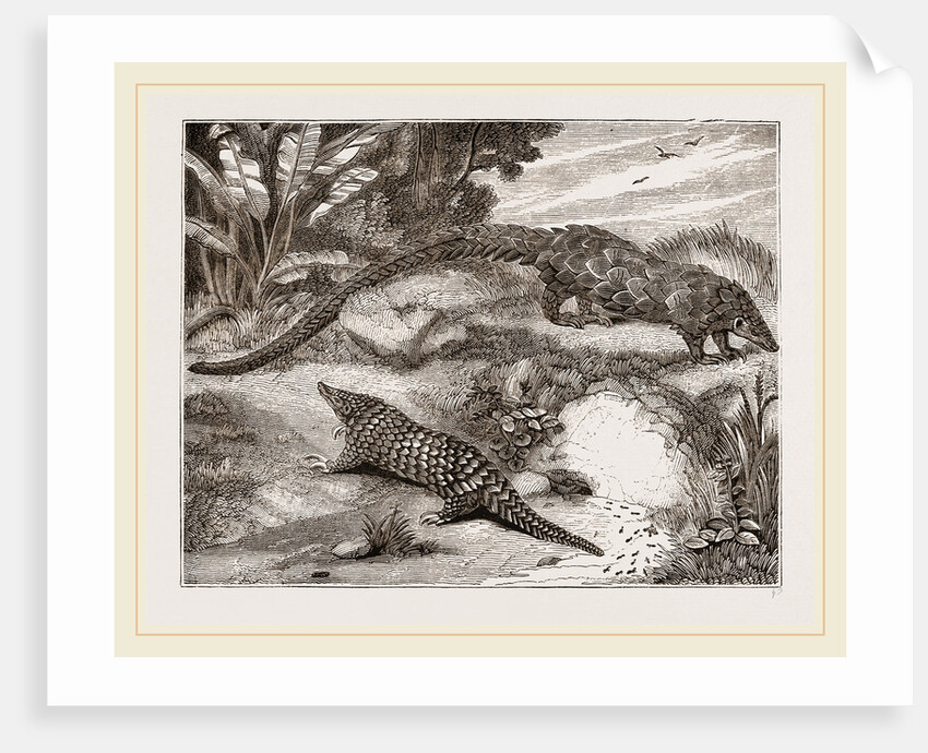 Short tailed Manis and Long-tailed Manis by Anonymous