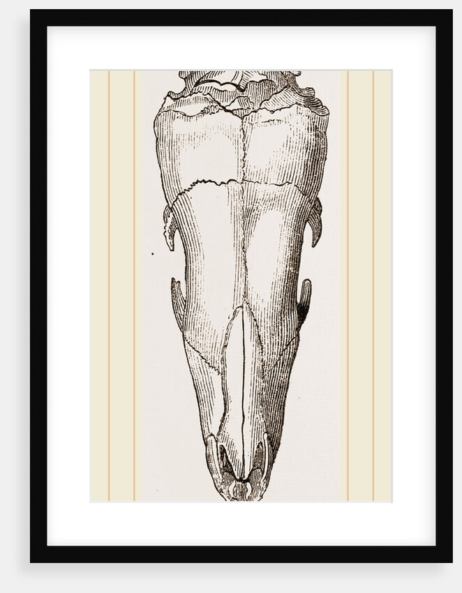 Skull of Short-tailed Manis by Anonymous