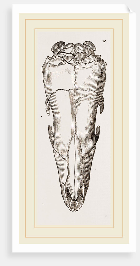 Skull of Short-tailed Manis by Anonymous