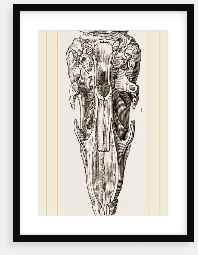 Skull of Short-tailed Manis by Anonymous