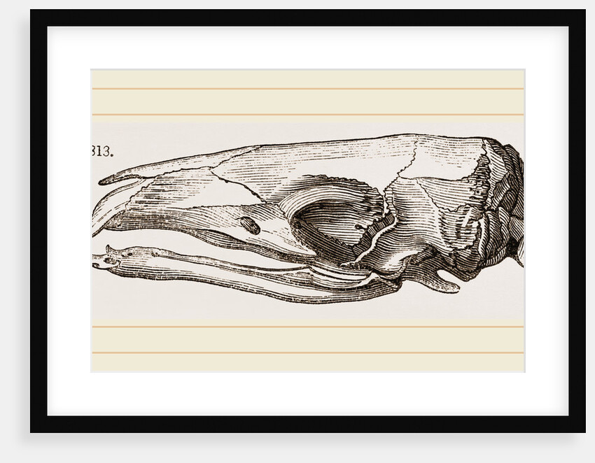 Skull of Short-tailed Manis by Anonymous