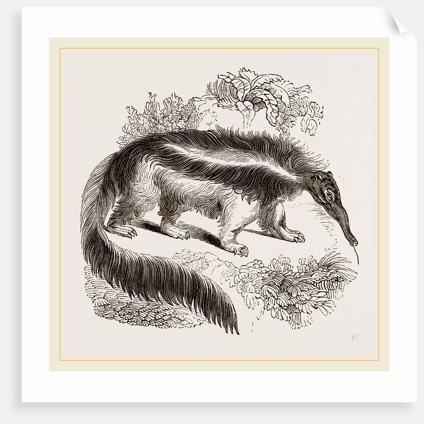 Great Ant-eater by Anonymous