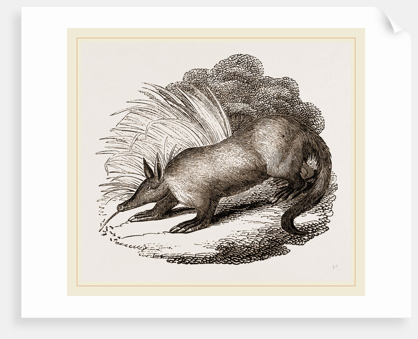 Aard-vark by Anonymous