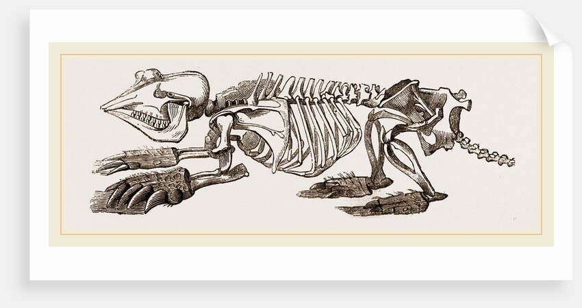 Skeleton of Pichiciago by Anonymous