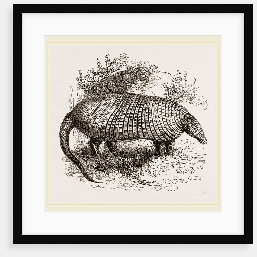The Great Armadillo by Anonymous