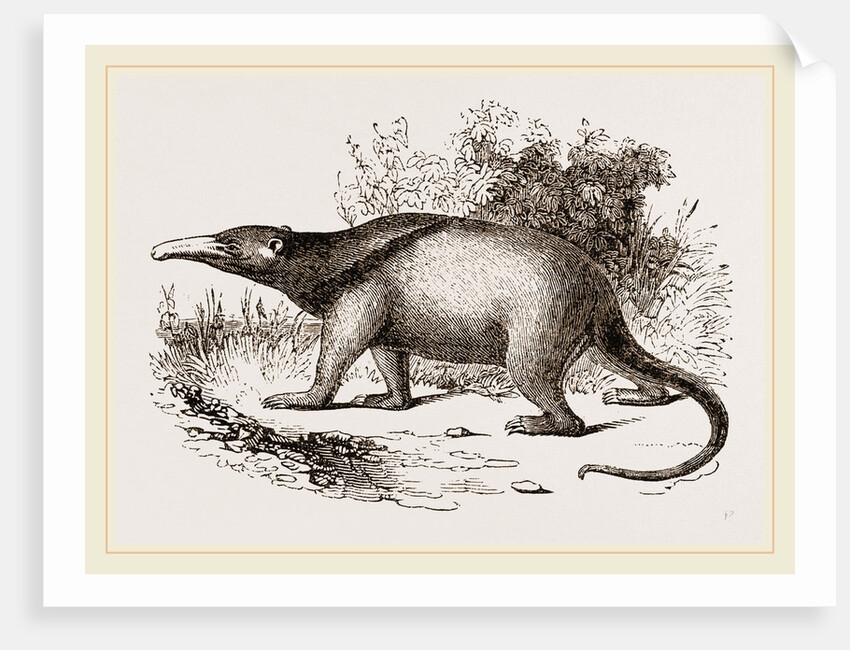 Tamandua by Anonymous