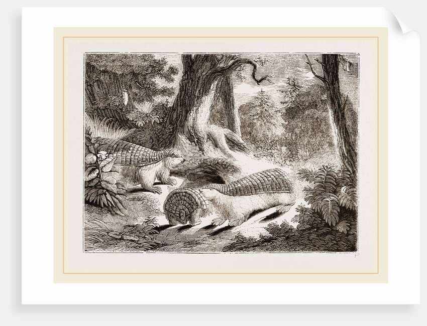 Pichiciago by Anonymous