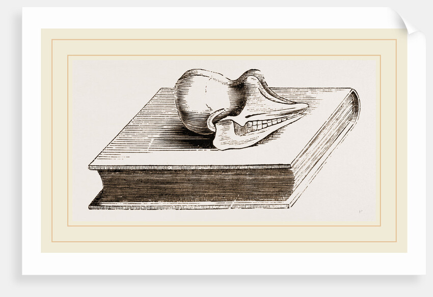 Skull of Pichiciago by Anonymous