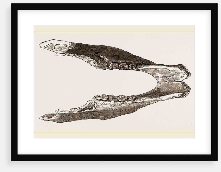 Lower Jaw of Mylodon by Anonymous