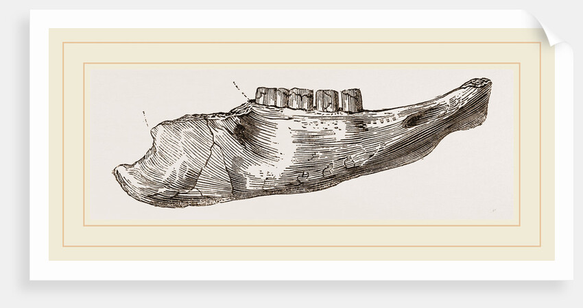 Lower Jaw of Mylodon Right branch by Anonymous