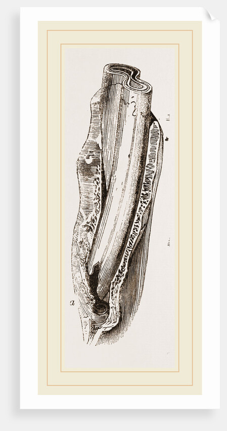 Tooth of Mylodon by Anonymous