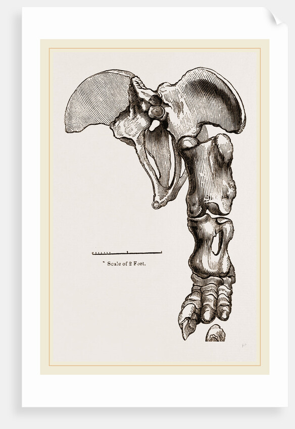 Pelvis and Hind-Leg of Megatherium by Anonymous