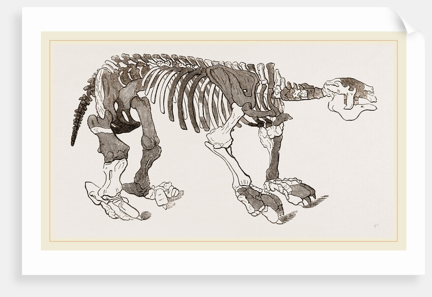 Skeleton of Megatherium by Anonymous