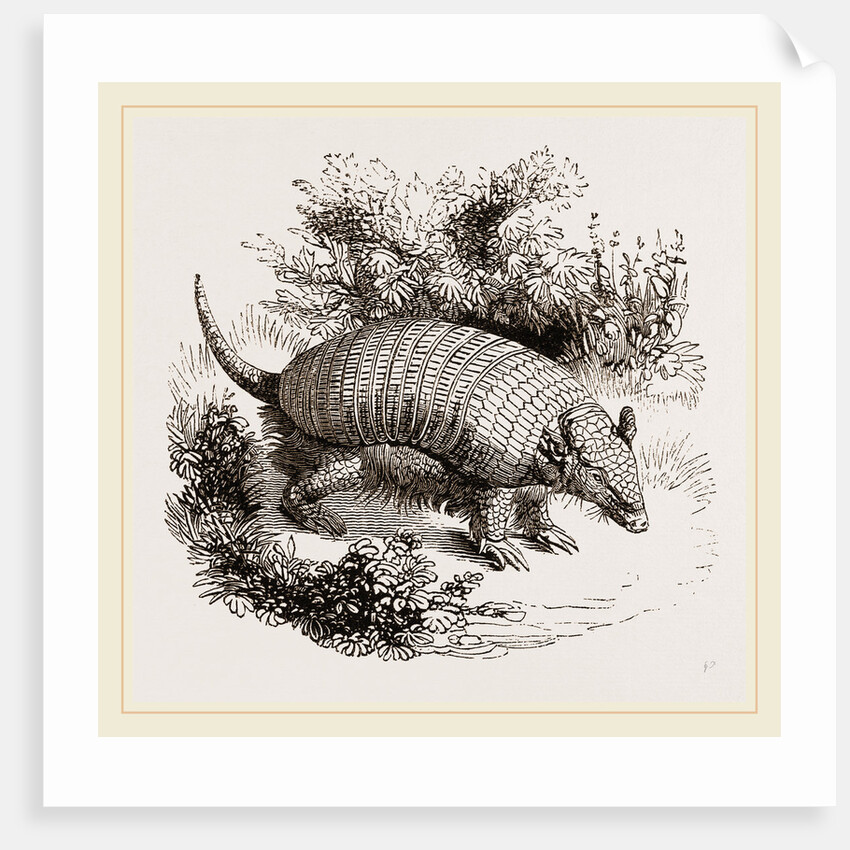 Armadillo by Anonymous