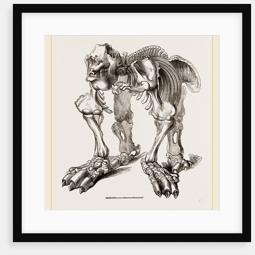 Skeleton of Megatherium by Anonymous
