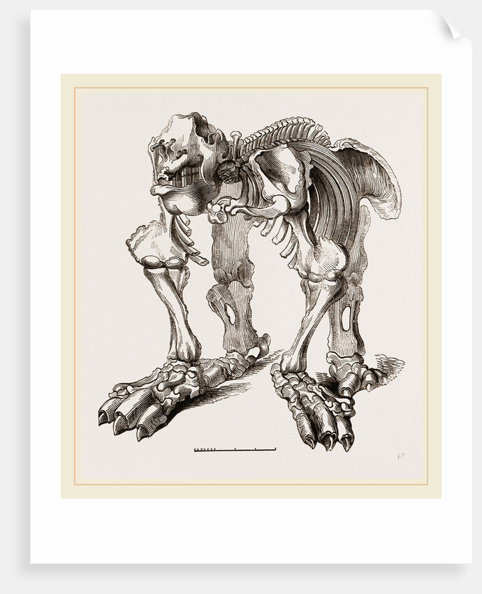 Skeleton of Megatherium by Anonymous
