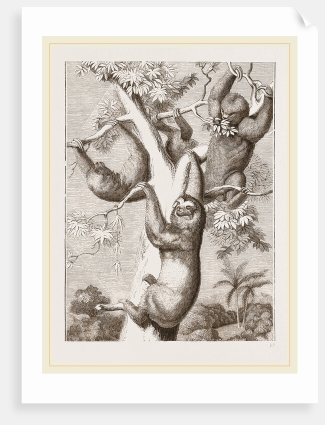Sloths by Anonymous