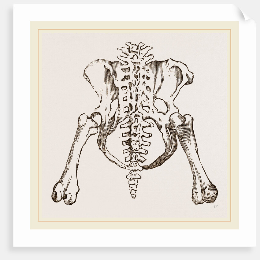 Pelvis of Sloth by Anonymous