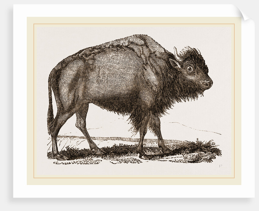American Bison by Anonymous