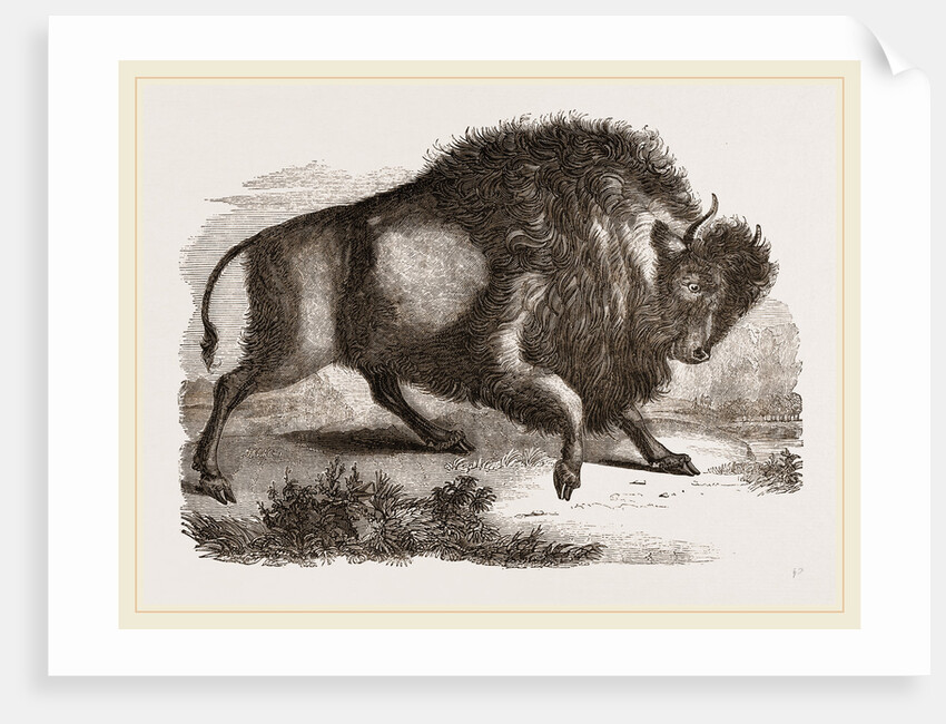 Amercan Bison by Anonymous
