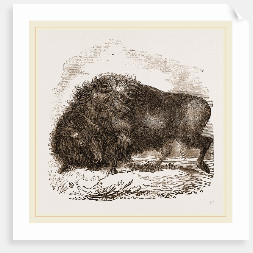 American Biscn by Anonymous