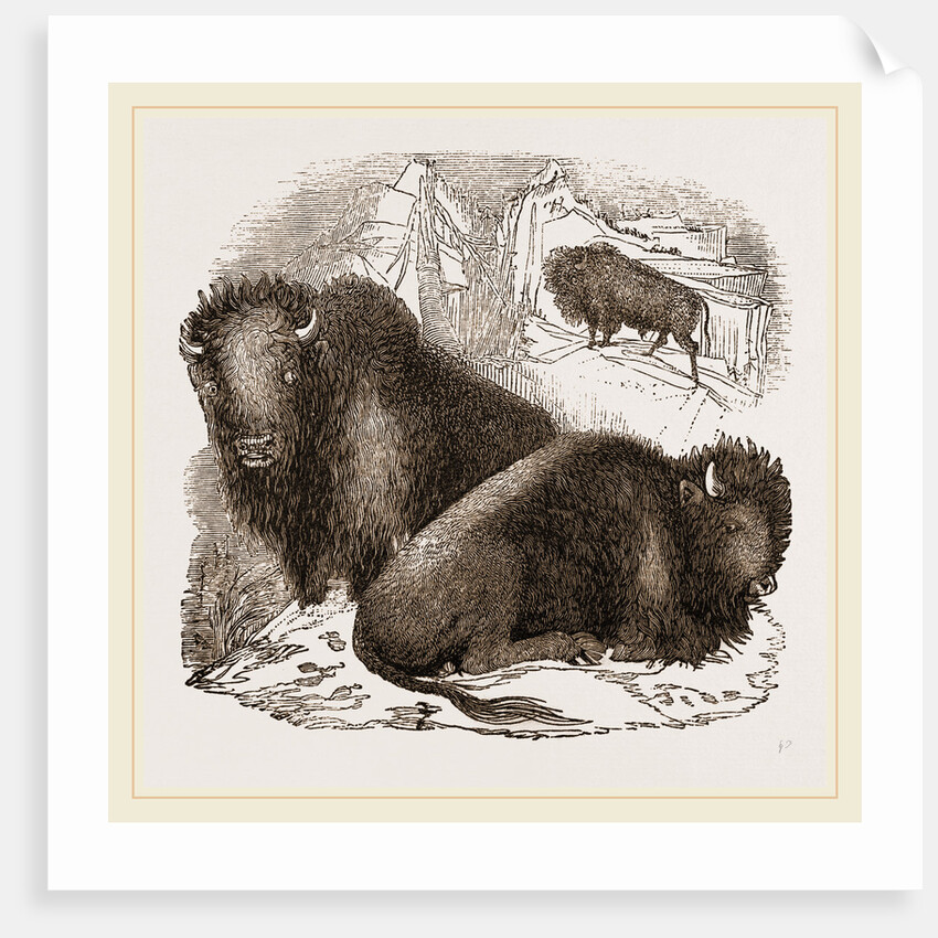 American Bisons by Anonymous