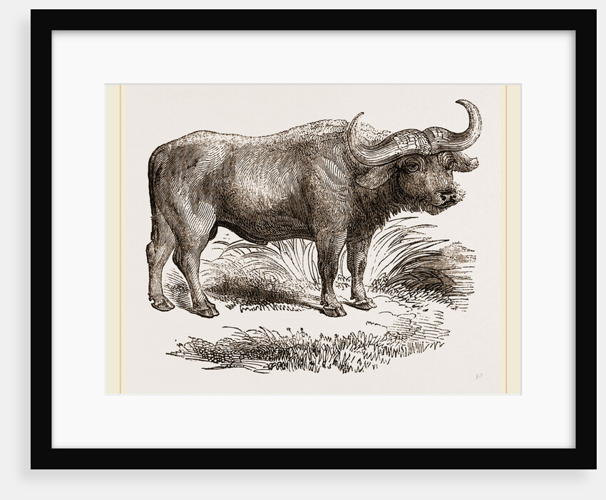 Cape Buffalo by Anonymous