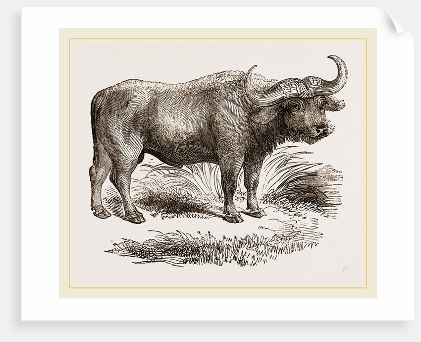 Cape Buffalo by Anonymous
