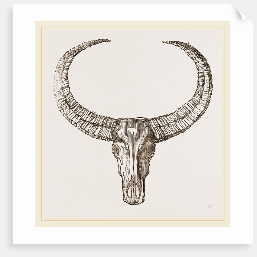 Horns of Arnee by Anonymous
