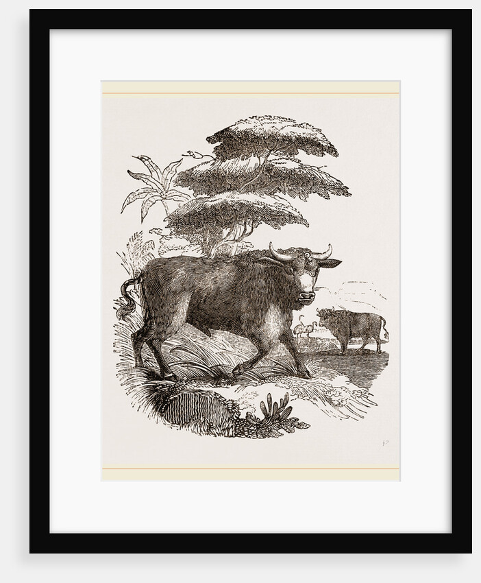 Cape Buffalo by Anonymous