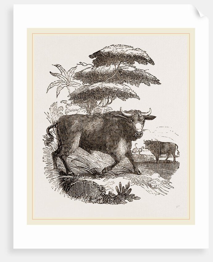 Cape Buffalo by Anonymous