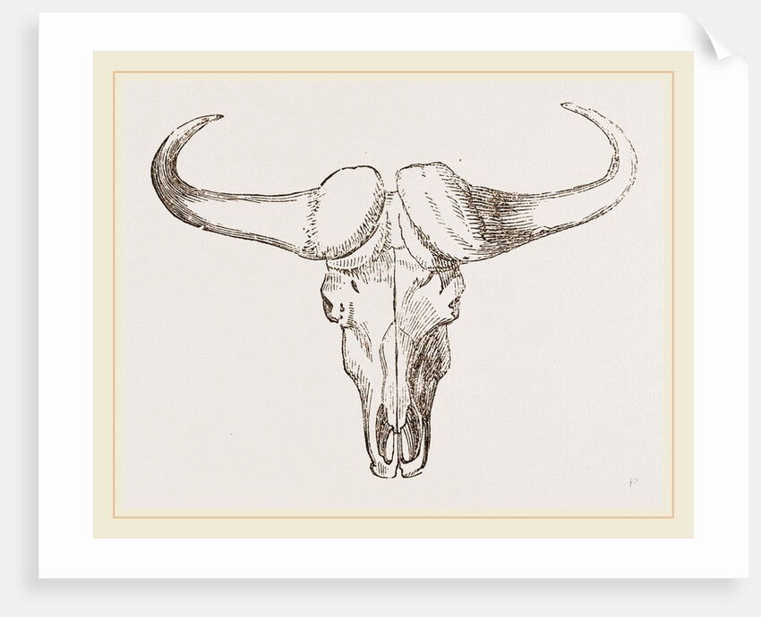 Skull of Bos Caffer by Anonymous