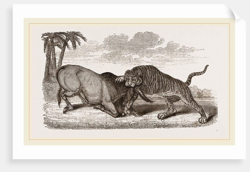 Tiger and Buffalo by Anonymous
