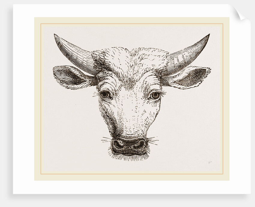 Head of Gyall by Anonymous