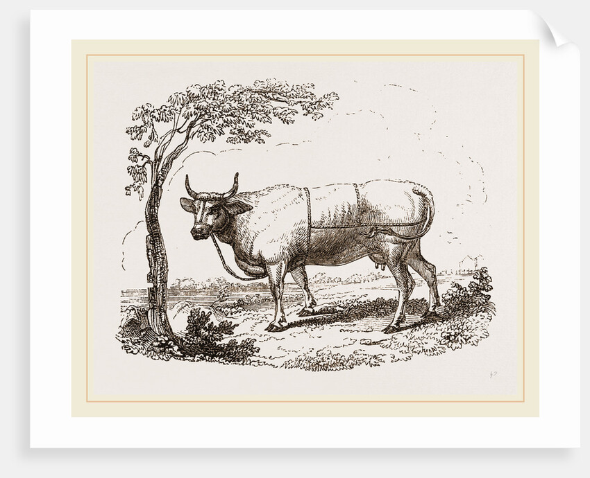 Cow with martingale by Anonymous