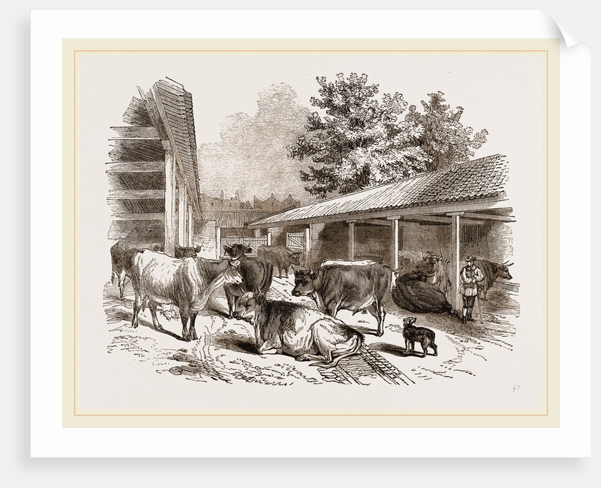 Cattle-layer by Anonymous