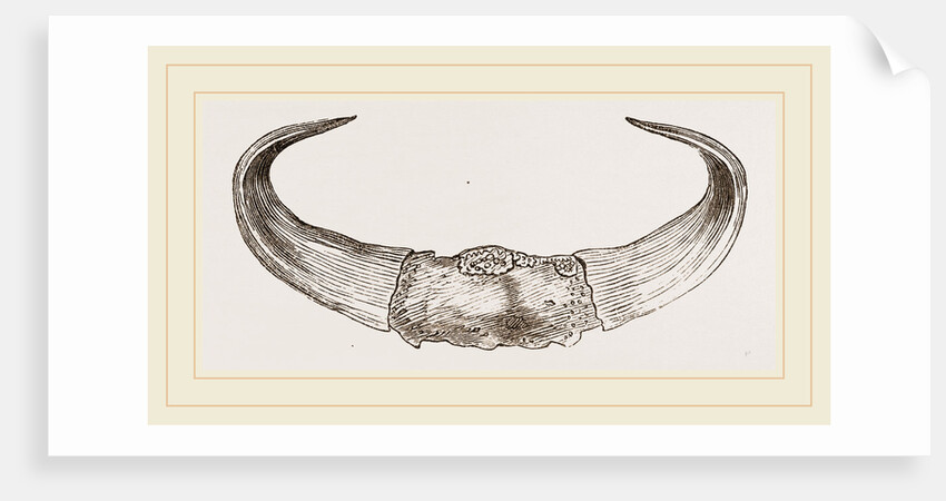 Horns of Gour by Anonymous