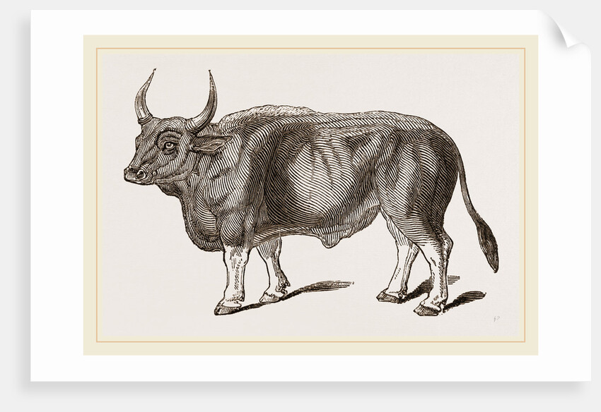 Jungly Gau by Anonymous