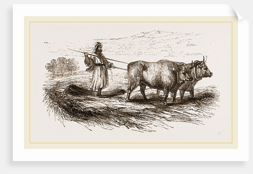 Oriental Threshing with the Drag by Anonymous