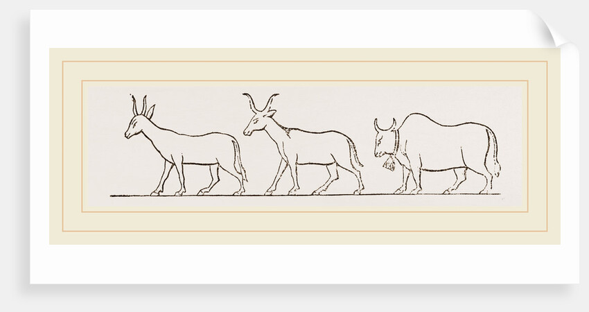 Oxen from Egyptian Sculpture Egypt by Anonymous