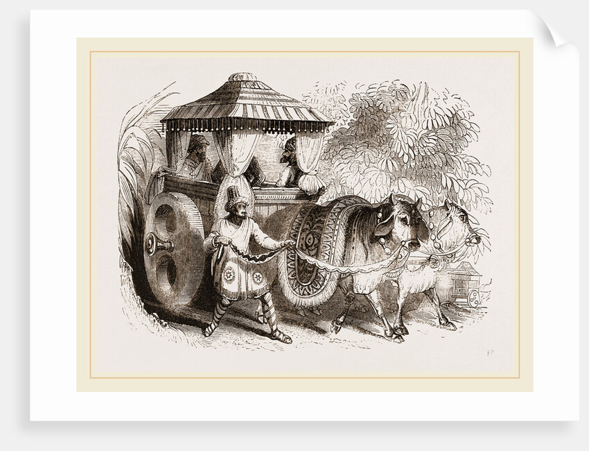 Zebus and Indian Car India by Anonymous