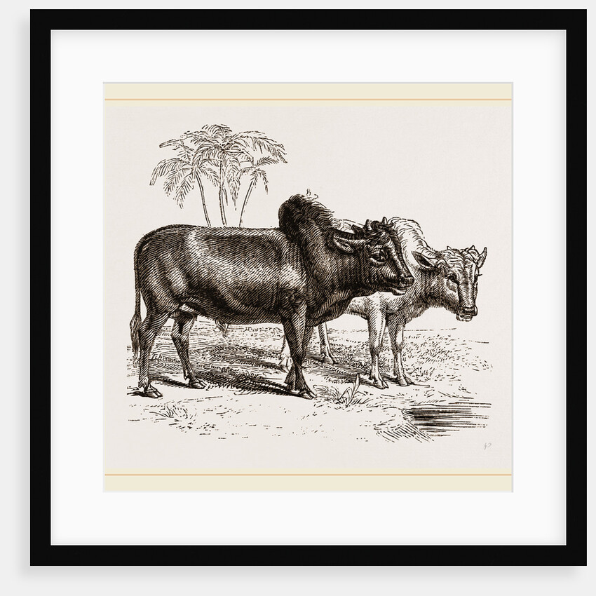 Zebus of the Zoological Gardens by Anonymous
