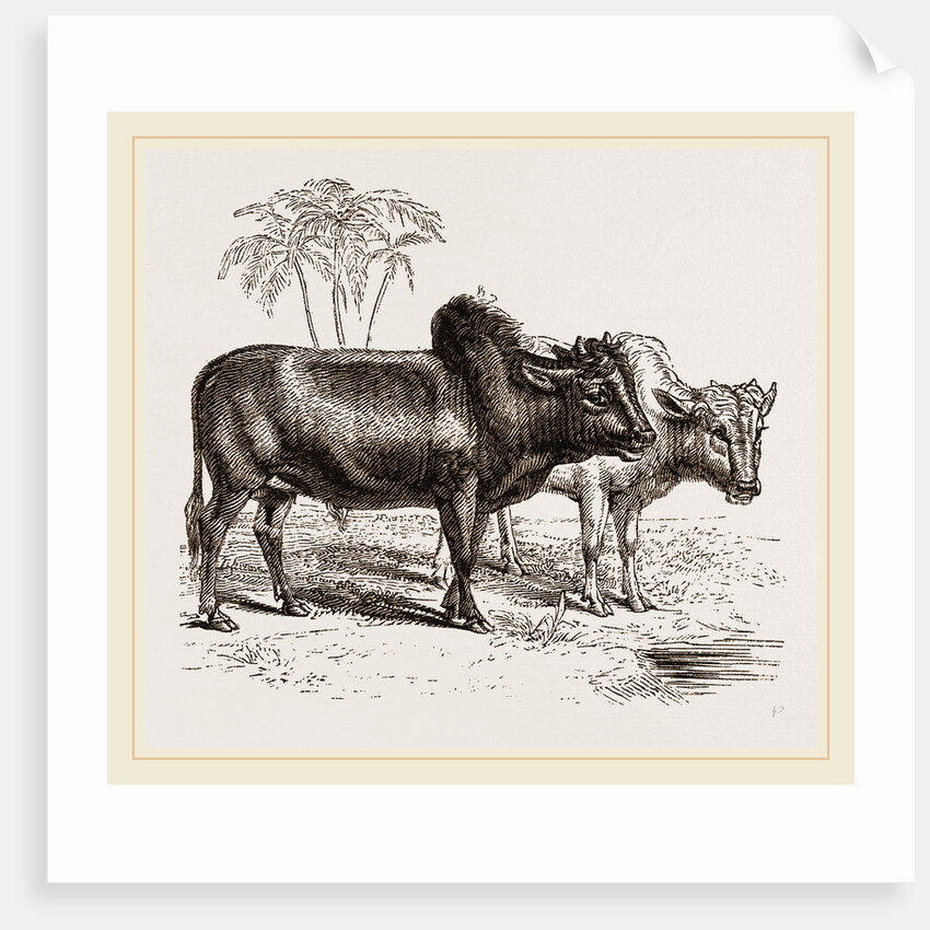 Zebus of the Zoological Gardens by Anonymous