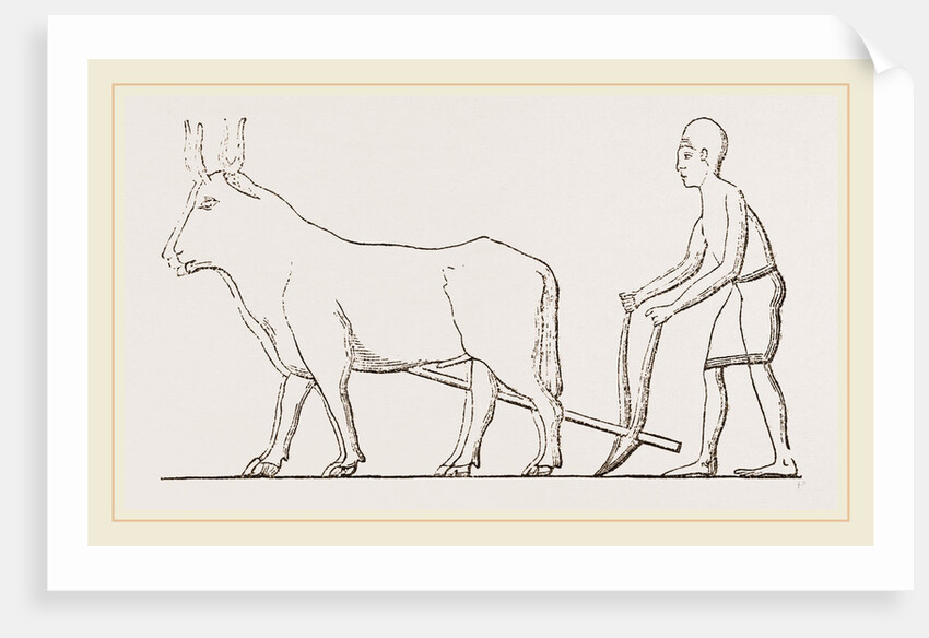 Ancient Egyptian Ploughing Egypt by Anonymous