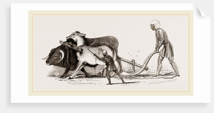 Ploughing with Ox and Ass by Anonymous