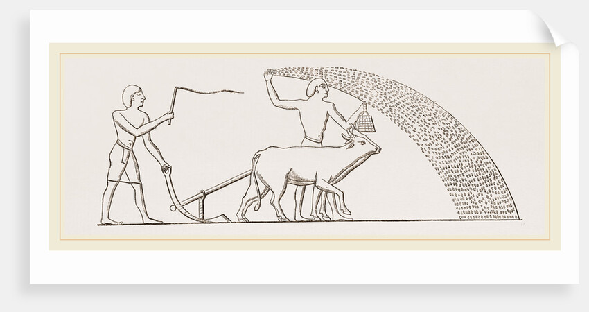 Ancient Egyptian Ploughing Egypt by Anonymous